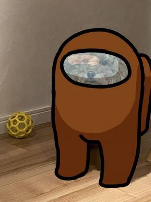 В Японии обнаружена квадратная собака, которая стала мемом о героях популярной игры Among Us - mur.tv - Япония