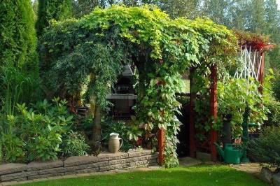 Лучшие многолетние вьющиеся растения для беседки и сада (21 фото) - sadogorod.club