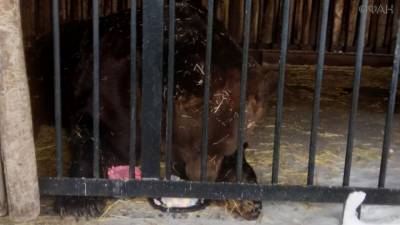 Медведя Умку из самарского зоопарка поздравили с 23-летием - mur.tv - Самара