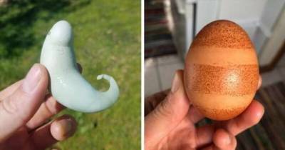20 странных яиц, которые наверняка удивили даже тех, кто их снес (21 фото) - chert-poberi.ru