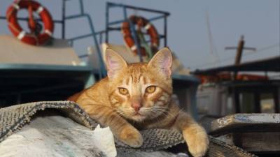 Одесская кошка добралась до Израиля в грузовом контейнере, питаясь конфетами - mur.tv - Израиль - Украина - Одесса