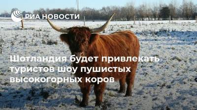 Шотландия будет привлекать туристов шоу пушистых высокогорных коров - mur.tv - Москва - Шотландия
