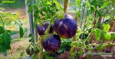 Выращивание черноплодных томатов (ФОТО) – посадка и уход - sadogorod.club