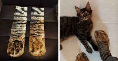 Мужчина купил носки в виде лапок кота, и реакция его любимца говорит сама за себя и веселит весь интернет - mur.tv