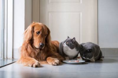 Нейробиологи выяснили, кто умнее: кошки или собаки - mur.tv - Германия