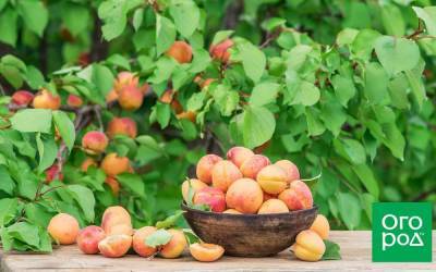 Лучшие самоплодные сорта абрикоса (фото, описание, советы по уходу) - sadogorod.club