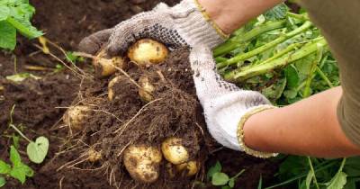 Что подсадить в лунку к картофелю, чтобы вдвое повысить урожайность - lifehelper.one
