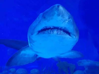 В Германии нашли окаменелые останки гигантской доисторической акулы - mur.tv - Германия - Вена