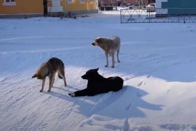 Мэр российского города пообещал решить проблему бродячих собак за полтора месяца - mur.tv - Россия - республика Бурятия - Улан-Удэ