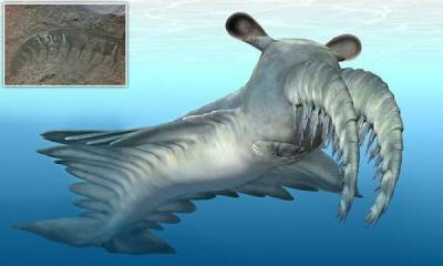 Ученые рассказали о странном морском чудовище, жившем 500 млн лет назад - porosenka.net - Австралия