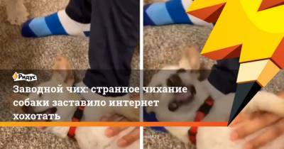 Заводной чих: странное чихание собаки заставило интернет хохотать - mur.tv