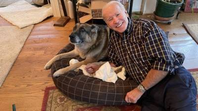 Джон Байден - Наоми Байден - Внучка Байдена опубликовала фото первой собаки США перед индогурацией - mur.tv - Сша