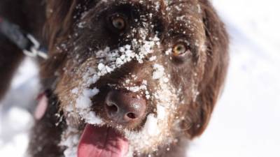 Собачий холод: как зоозащитники спасают животных от морозов - mur.tv - республика Крым - Симферополь