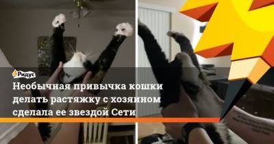 Необычная привычка кошки делать растяжку с хозяином сделала ее звездой Сети - mur.tv