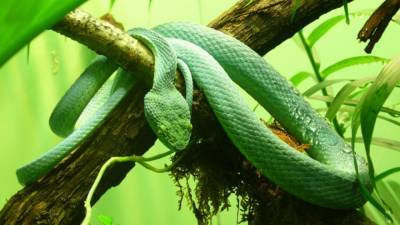 Ученые рассказали, как змеям удается защититься от собственного яда - mur.tv - Австралия
