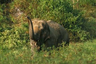 Голодный слон насмерть затоптал отдыхавшего в лесу пенсионера - mur.tv - Таиланд