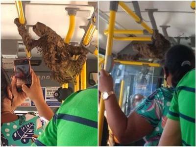 Водитель автобуса остановился, чтобы помочь заплутавшему зверьку - mur.tv - Бразилия