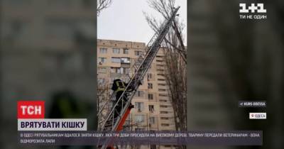 В Одессе спасли кошку, которая в мороз трое суток просидела на дереве: видео - mur.tv - Одесса