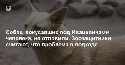 Собак, покусавших под Ивацевичами человека, не отловили. Зоозащитники считают, что проблема в подходе - mur.tv