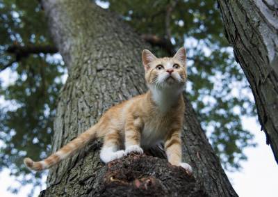 Что делать, если кошка не может спуститься с дерева? - mur.tv