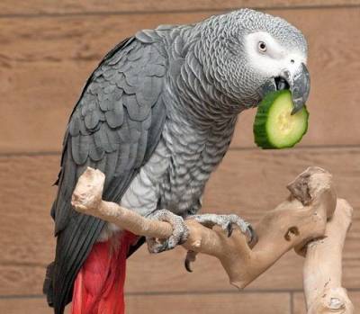 Какие овощи безопасны для попугаев? - mur.tv