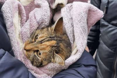 Более трех суток просидела на дереве: в Одессе спасли кошку, которая едва не упала на землю (видео) - mur.tv - Одесса