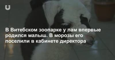 В Витебском зоопарке у лам впервые родился малыш. В морозы его поселили в кабинете директора - mur.tv - Витебск