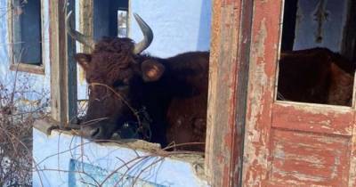 Удерживал коров на морозе и не кормил: в Одесской области мужчина издевался над животными (фото) - mur.tv - Львов - Одесская обл.