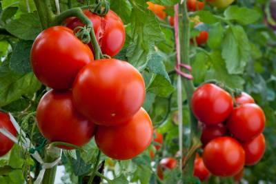 Насколько помидоры полезны для организма nbsp - woman.rambler.ru