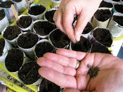 Выращивание цветной капусты: агротехника, подготовка рассады, посадка, уход, сбор урожая - sadogorod.club
