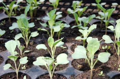 Как вырастить рассаду капусты в домашних условиях, как ухаживать за растением в этот период - sadogorod.club