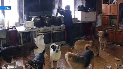 В Уфе в приюте для животных нашли мертвых собак - mur.tv - Уфа