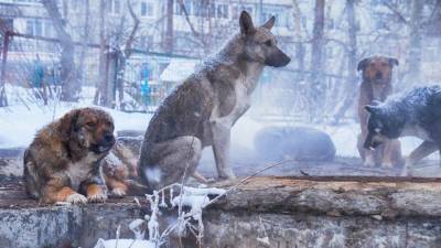 Собаки повышенной опасности: как в Улан-Удэ решили бороться с агрессивными питомцами - mur.tv - Улан-Удэ