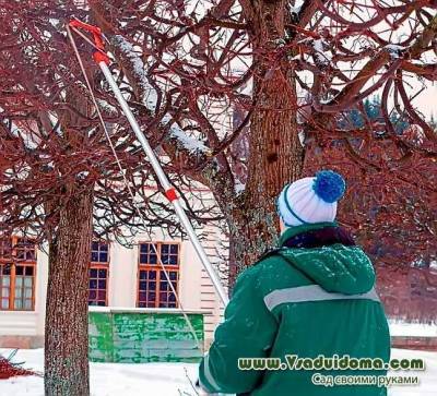 Где зимуют вредители плодовых деревьев - sadogorod.club