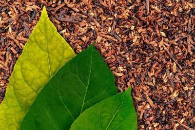 Как вырастить табак: рекомендации опытного садовода - sadogorod.club - Пермский край - штат Мэриленд - Гавана
