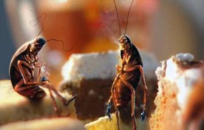 Что произойдет, если тараканы полностью вымрут? - chert-poberi.ru