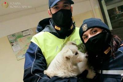 Полицейские нашли пропавшую слепую собаку и вернули ее хозяину - mur.tv - Италия - Рим
