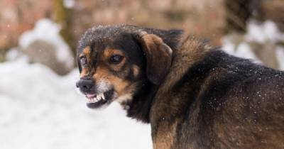 В Бурятии просят разрешения убивать агрессивных бездомных собак - mur.tv - республика Бурятия