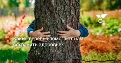 Какие деревья помогают нам сохранить здоровье? - sadogorod.club