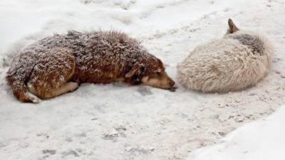 Война против собак: В Бурятии объявили псов врагами и предложили ввести налог на их содержание - mur.tv - республика Бурятия - Улан-Удэ