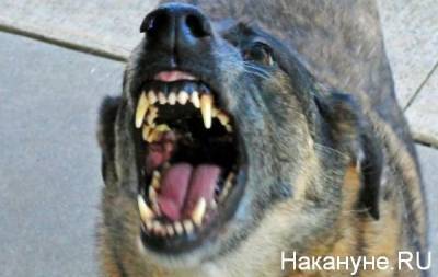 На Южном Урале собака откусила часть губы шестилетнему ребенку - mur.tv - Россия - Челябинская обл.