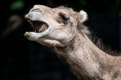 Агрессивный верблюд укусил в лицо смотрителя зоопарка - mur.tv - Германия