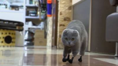 В Новокузнецке ищут новый дом кошке с протезами вместо лап - mur.tv - Новосибирск