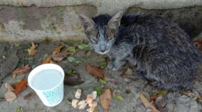 Из грязи выглядывала маленькая серая мордочка… Котёнок чудом выжил после тайфуна - mur.tv - Филиппины