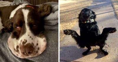 19 фотографий собак, которые выглядят настоящими дурачками и никогда не оставят своих хозяев без веселья - mur.tv