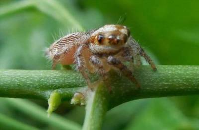 ТОП самых маленьких пауков на планете (9 фото) - chert-poberi.ru - Россия - Колумбия
