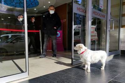 Верная собака шесть дней ждала хозяина перед больницей - mur.tv - Турция