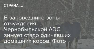В заповеднике зоны отчуждения Чернобыльской АЭС зимует стадо одичавших домашних коров. Фото - mur.tv