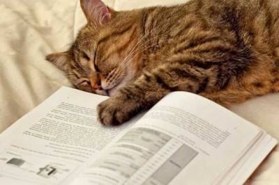 Кошка подбодрила хозяйку во время чтения и стала звездой Сети (ВИДЕО) - mur.tv