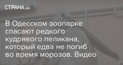 В Одесском зоопарке спасают редкого кудрявого пеликана, который едва не погиб во время морозов. Видео - mur.tv - Одесская обл.